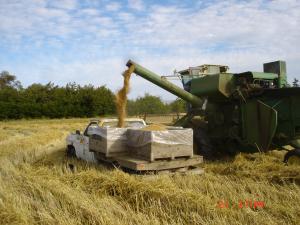 Harvesting seed with a combine.